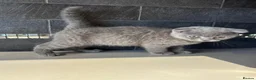Scottish Fold cats for sale: Scottish Fold Kitten Solid Blue boy left (Folded) - Advert 10