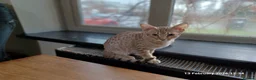 Ocicat cats for sale: Rowan The Pedigree Ocicat Is sad - Advert 19