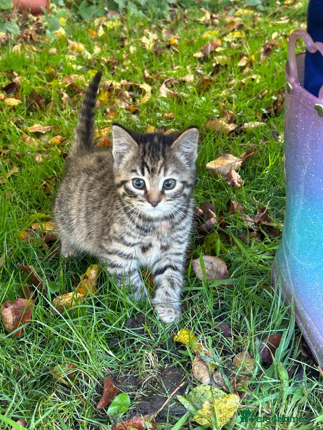 Mixed Breed cats for sale: Gorgeous kittens for sale - Advert 1