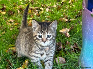 Mixed Breed cats - Advert 35