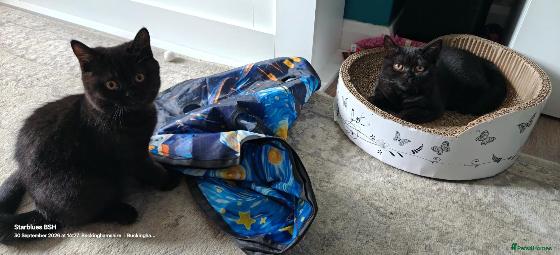 British Shorthair cats GCCF BSH Kittens one boy one girl – Ready Now** - Advert 2