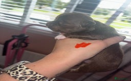 Chihuahua dogs for sale: Chocolate Girls Longhair Chihuahua  - Image 10