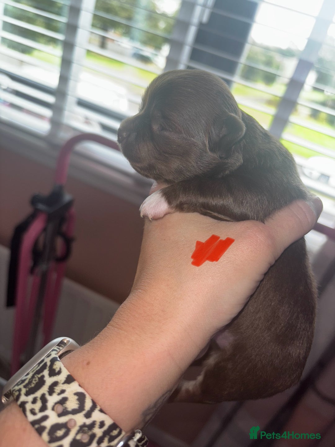 Chihuahua dogs for sale: Chocolate Girls Longhair Chihuahua  - Image 10