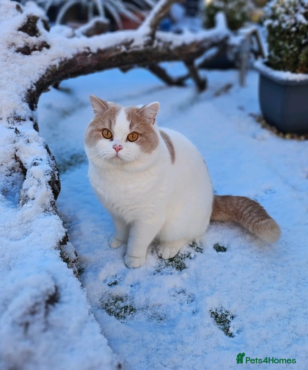British Shorthair cats for sale: Cream & White Boy - Advert 6