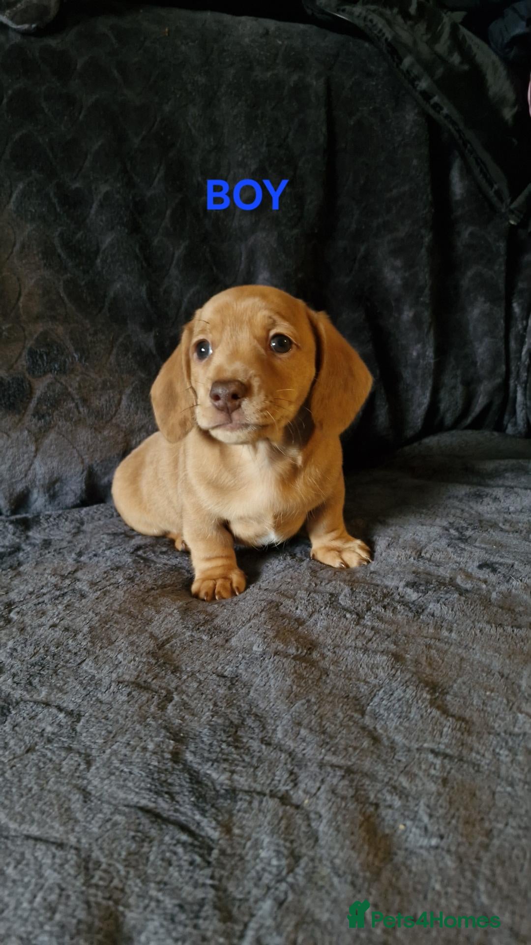 Miniature Dachshund dogs for sale: miniature dachshunds - Advert 17