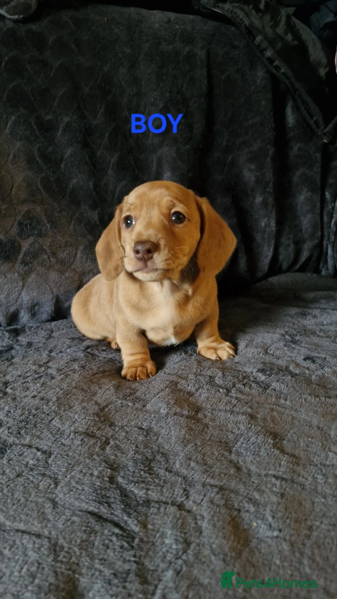 Miniature Dachshund dogs for sale: miniature dachshunds - Advert 1