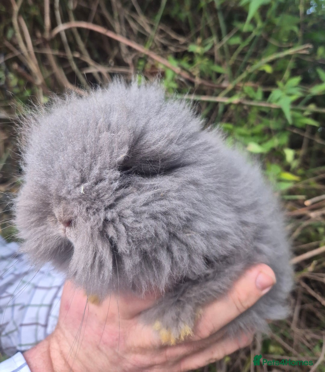 Angora rabbits for sale: 💙🩷 beautiful Teddydwerg babies-parents imported! - Advert 6
