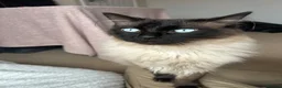 Ragdoll cats for sale: Two Ragdolls for sale  - Advert 2