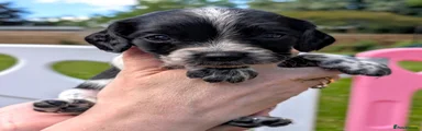 Sprocker 6