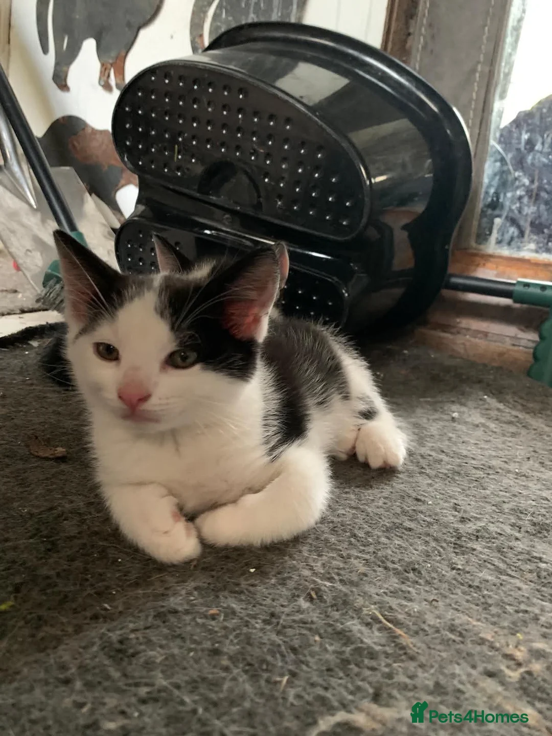 Mixed Breed cats for sale: Kittens - Advert 2