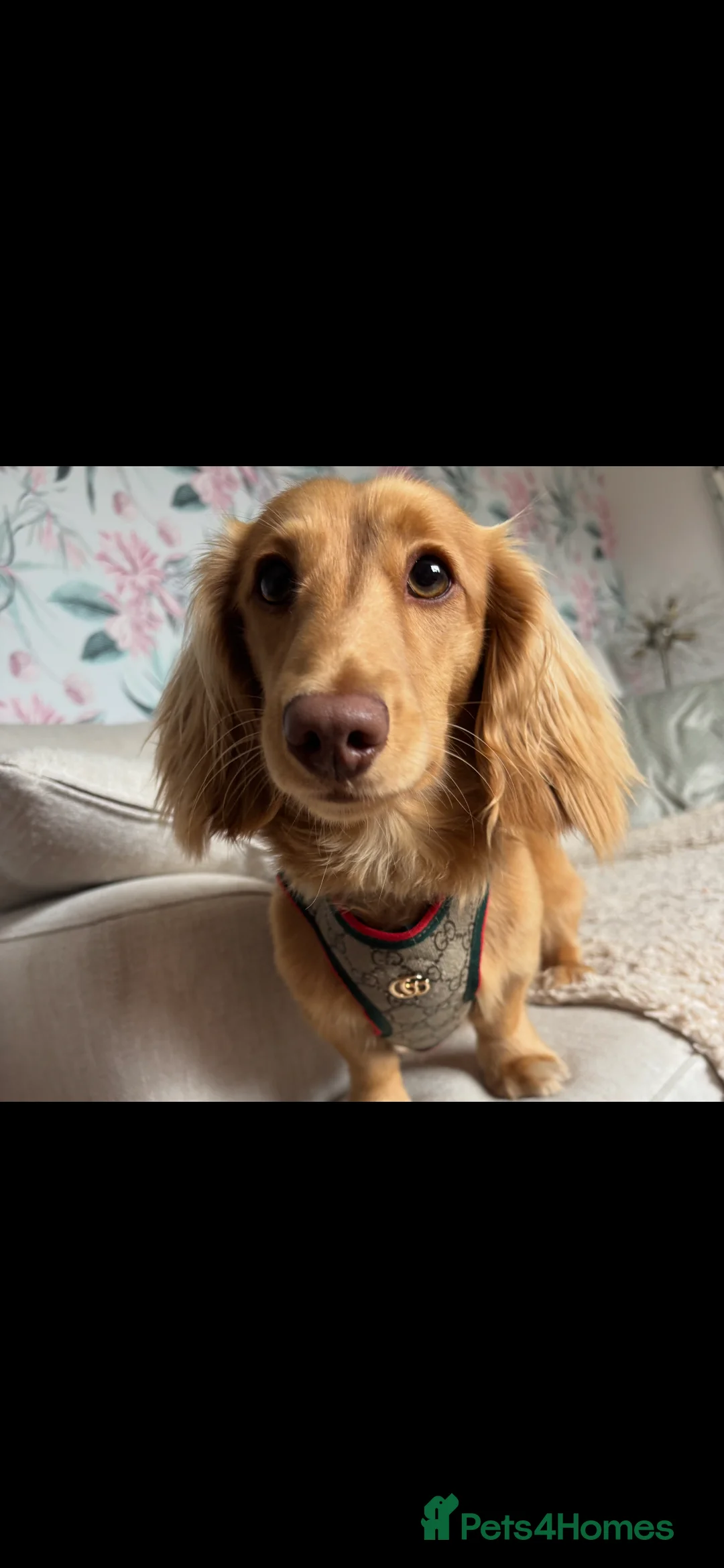 Miniature Dachshund dogs for stud: **For Stud** Cream Longhaired Miniature Dachshund - Advert 2