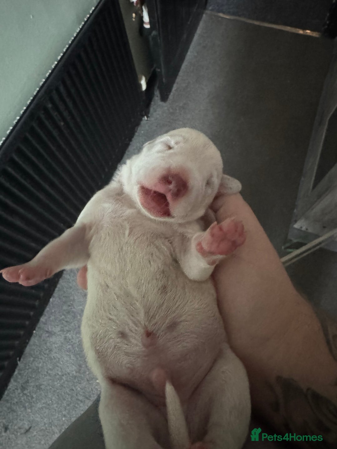 Dalmatian dogs for sale: KC Registered Dalmatian pups! - Advert 15