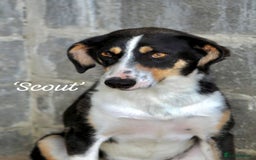 Mixed Breed dogs for adoption: Scout, 1-2 yrs old. Available for adoption  - Image 5