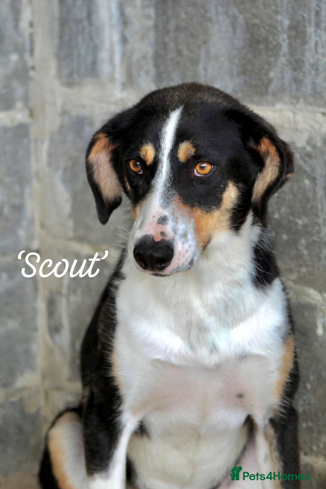 Mixed Breed dogs for adoption: Scout, 1-2 yrs old. Available for adoption  - Image 5