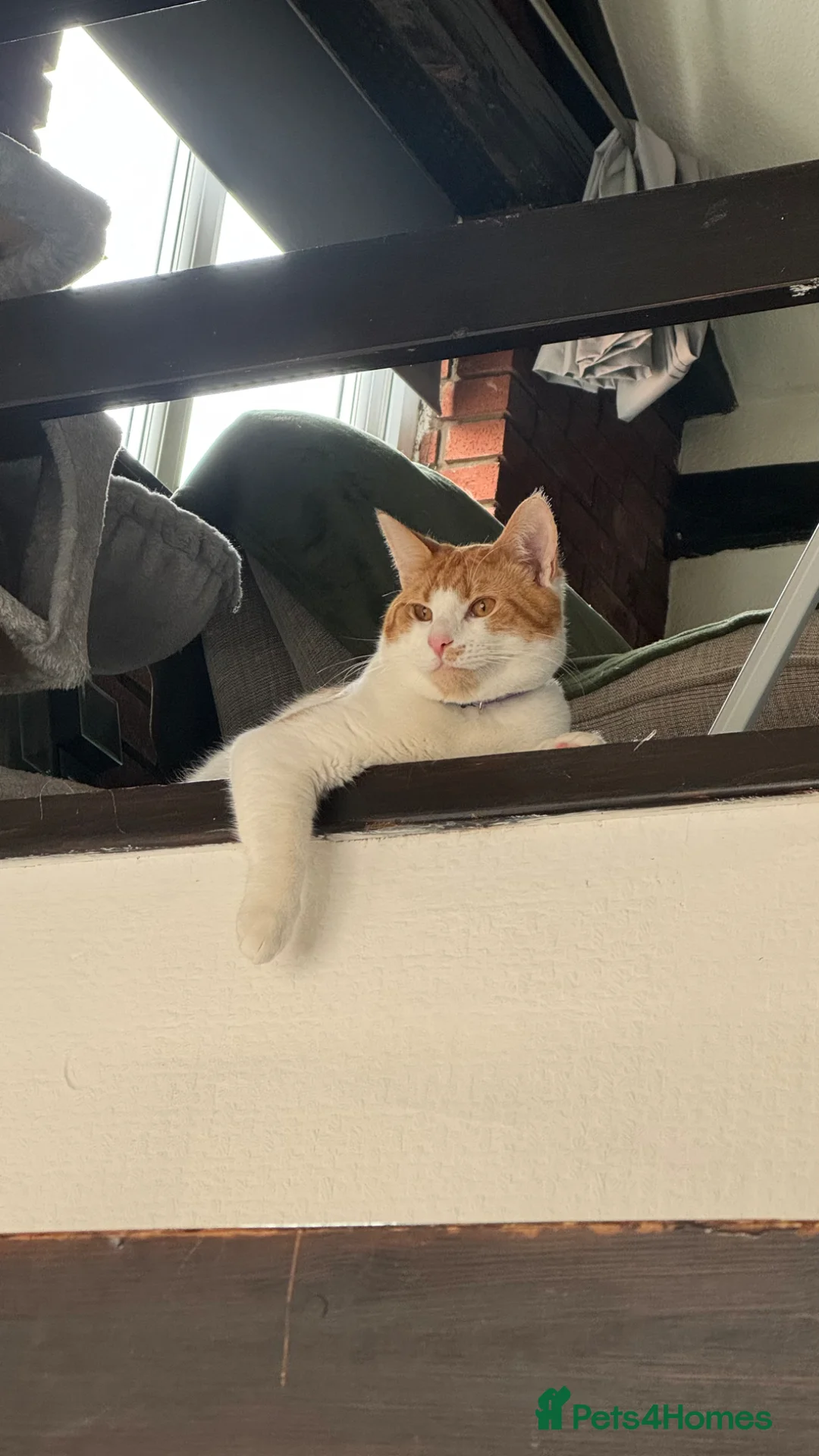 Mixed Breed cats for sale: Two male cats - Advert 5