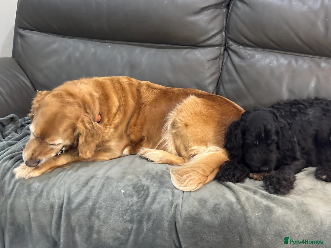 Golden Retriever dogs for sale: 2 girls going together  - Advert 5