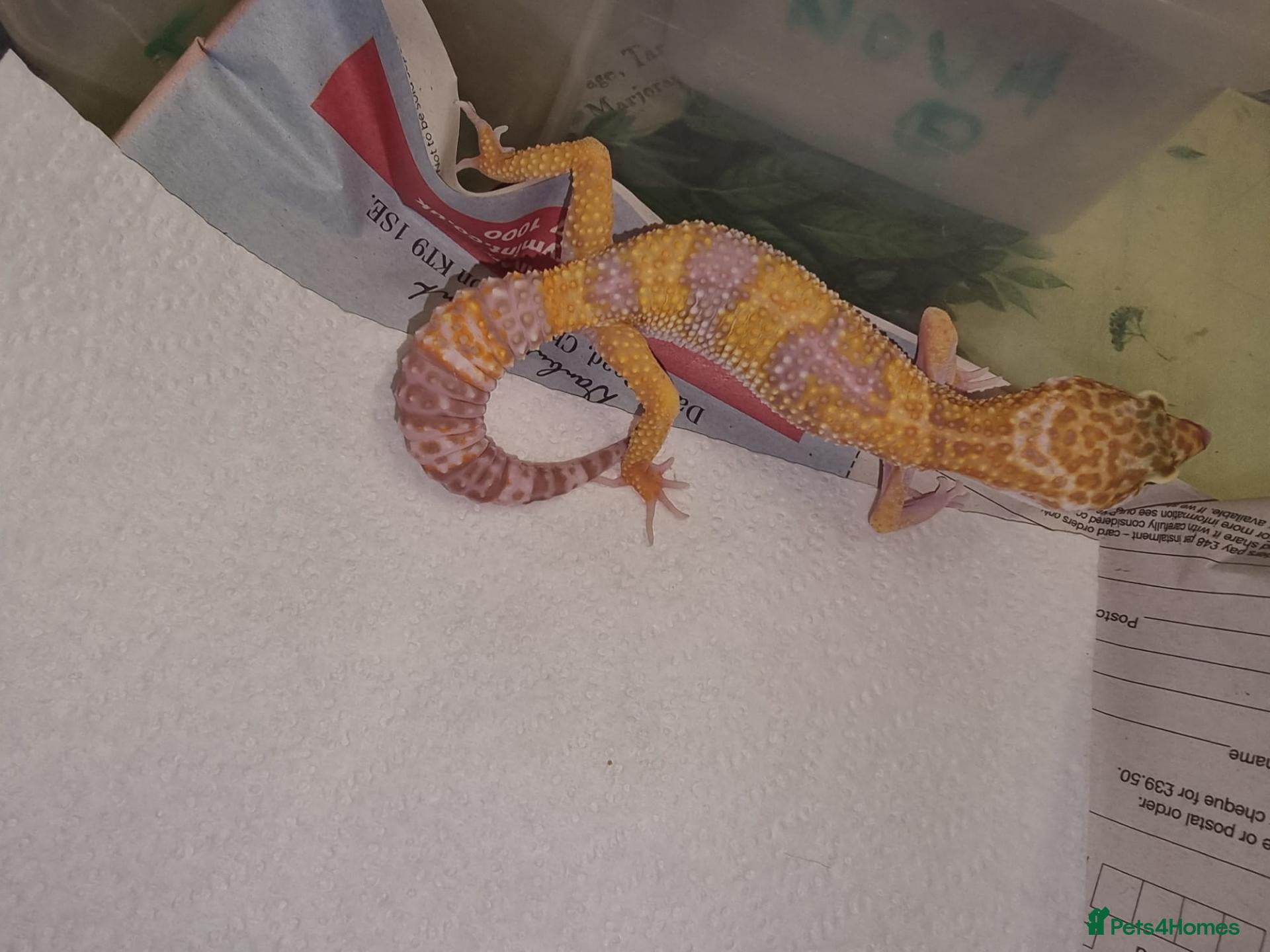 Leopard Gecko reptiles Leopard Gecko - Advert 1