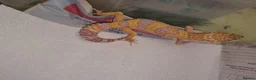 Leopard Gecko reptiles for sale: Leopard Gecko - Advert 1