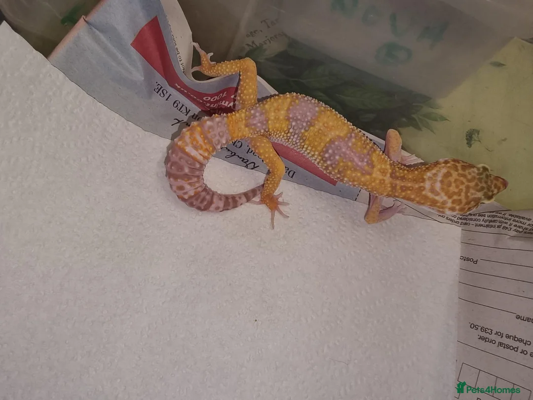 Leopard Gecko reptiles for sale: Leopard Gecko - Advert 1