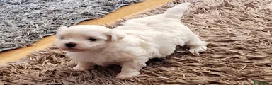 Maltese Puppy 1