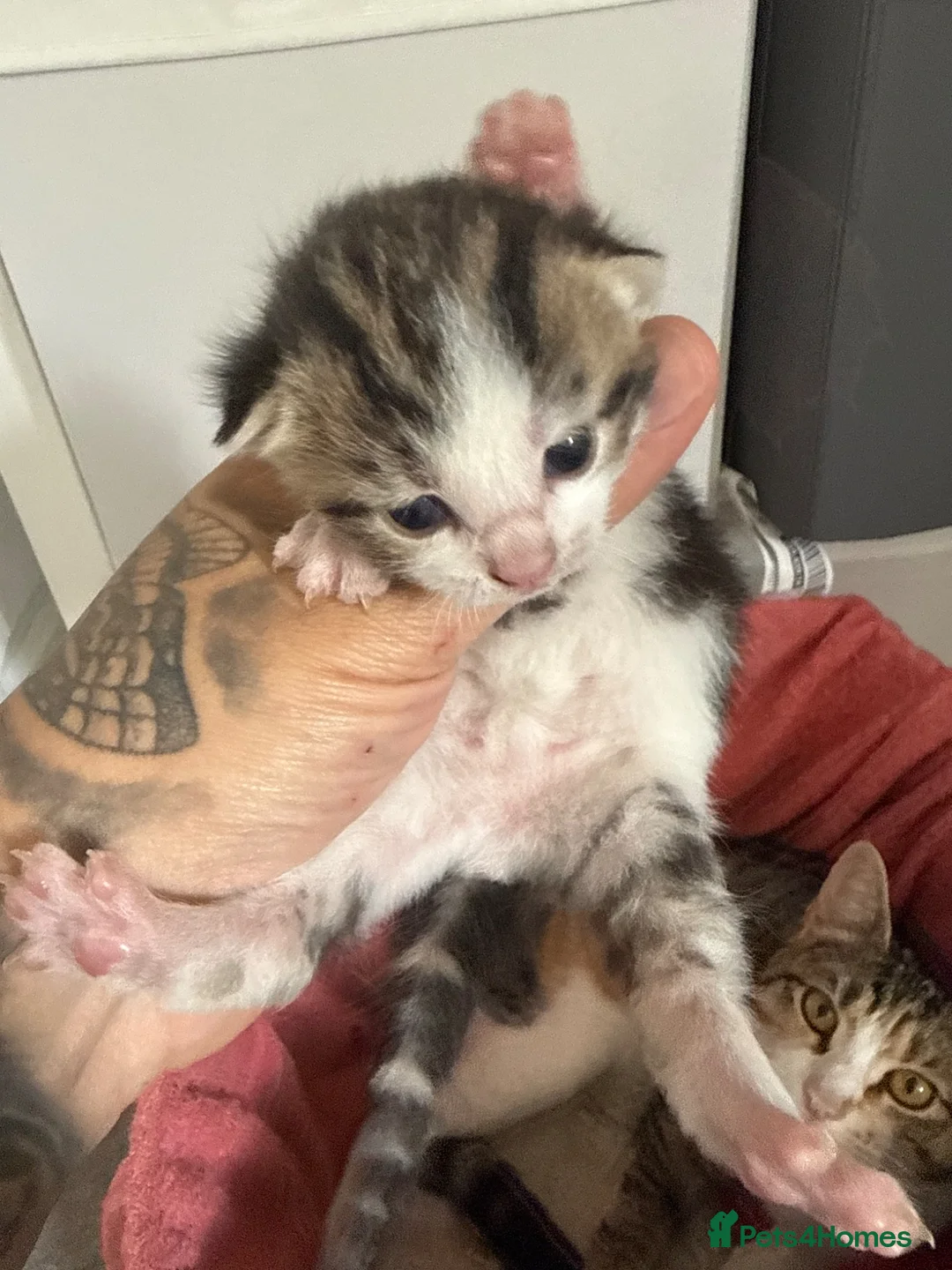 Domestic Shorthair cats for sale: 1 beautiful female kitten for sale - Advert 5