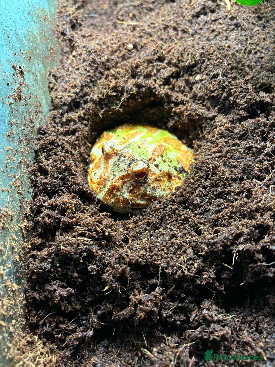 Frog reptiles for sale: Female Pac-Man frog - Image 2