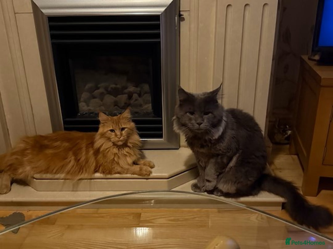 Maine Coon cats for sale: PURE BREED MAINE COON KITTENS - Image 5