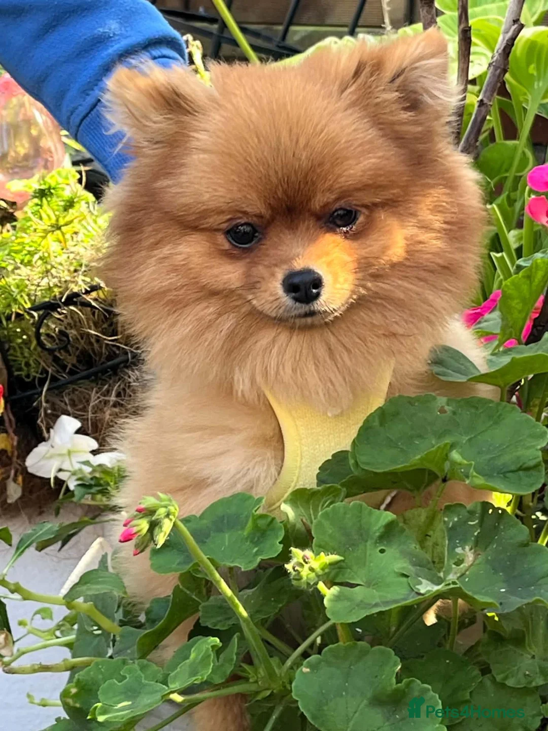 Pomeranian dogs for sale: Stunning pomeranian female  - Advert 5