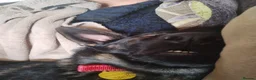 German Shepherd dogs for adoption: German Shepherd  Looking for a Loving Forever Home - Advert 5