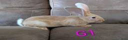 Continental Giant rabbits for sale: Continental giant - Advert 6