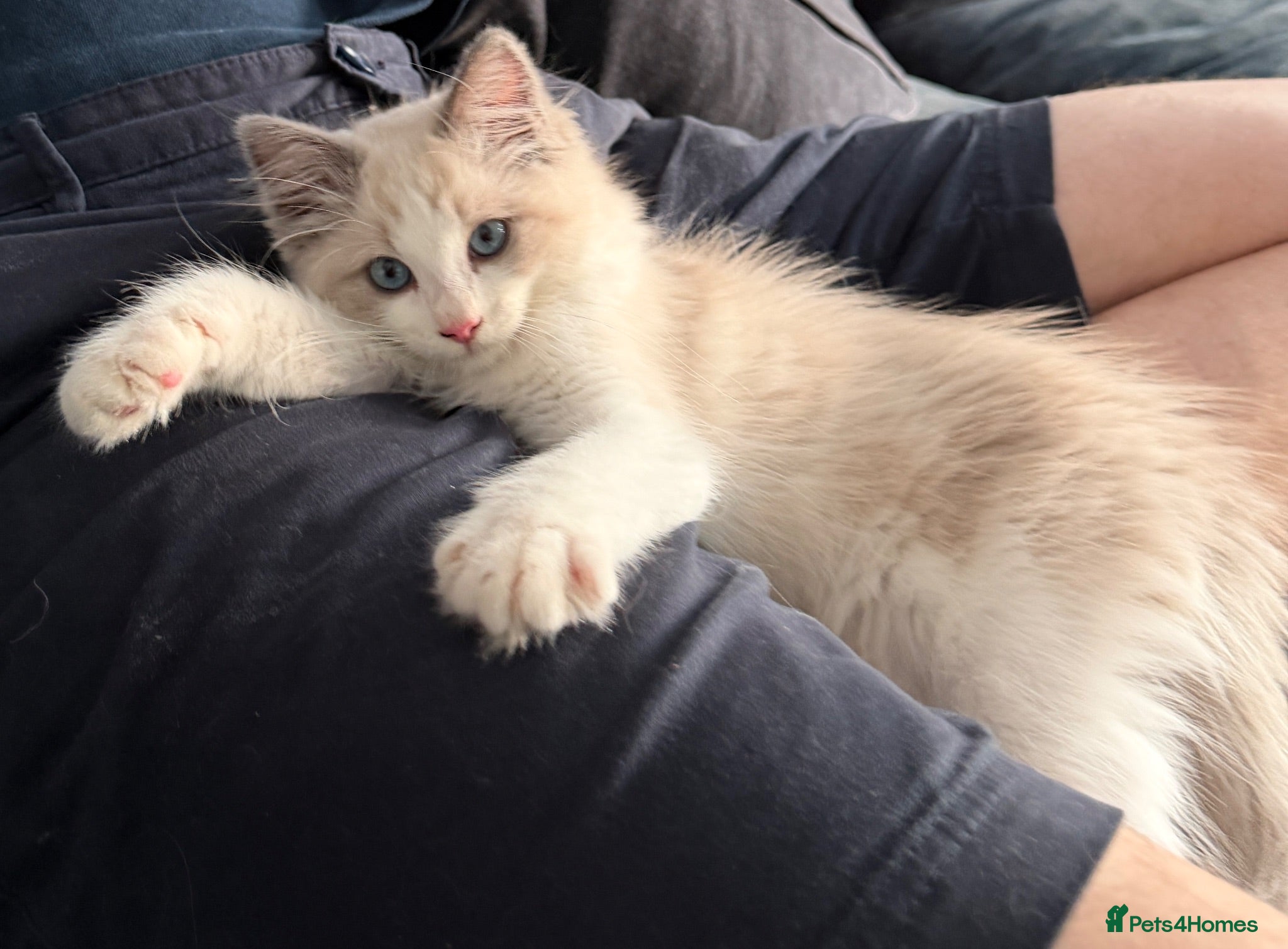 Ragdoll cats Super cute ragdoll - male blue bicolour - Advert 1