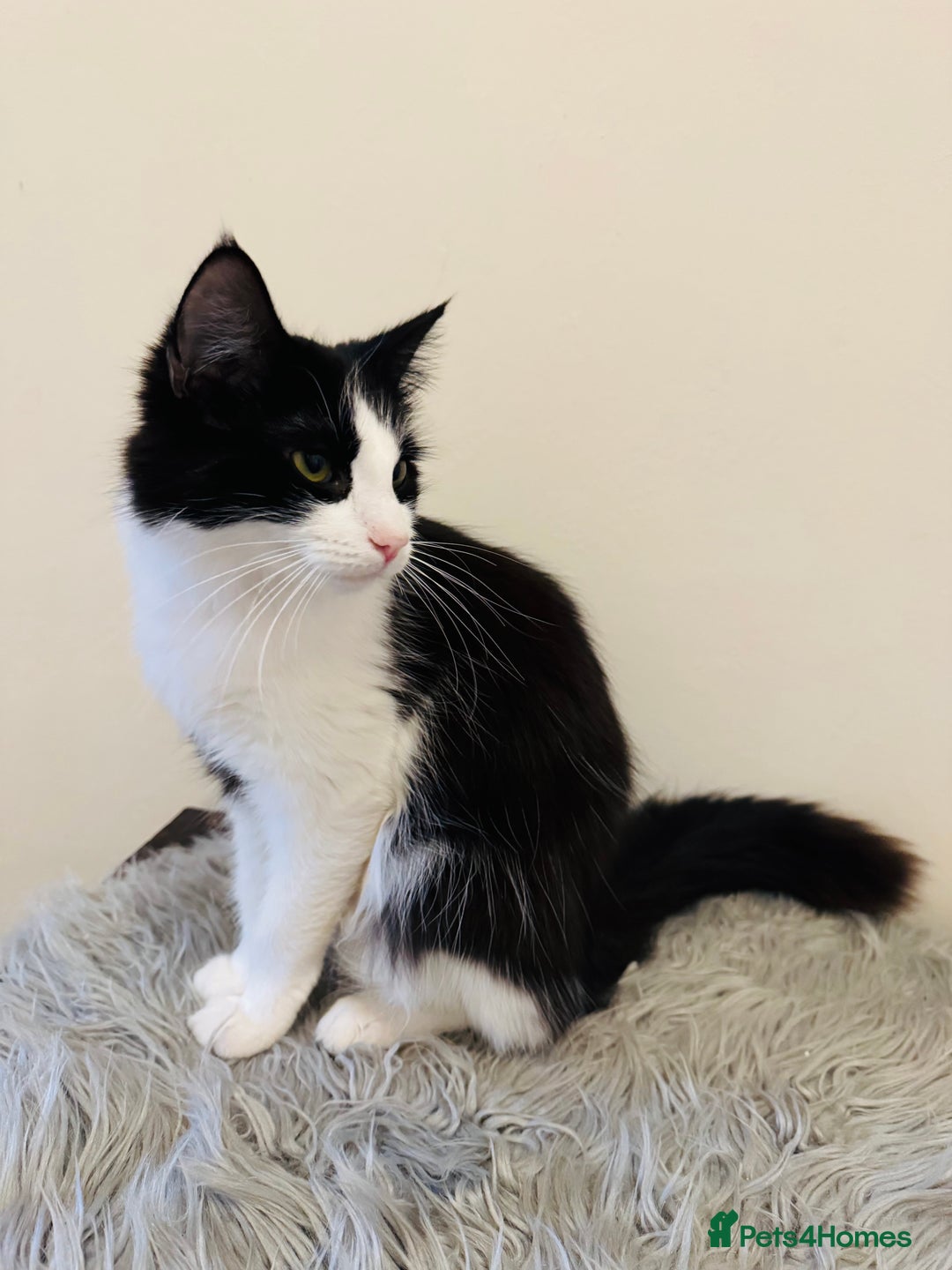 Mixed Breed cats for sale: Beautiful longhair kittens for sale - Advert 6