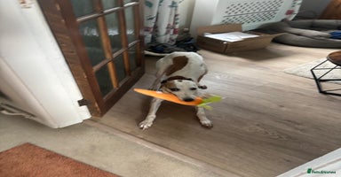 Whippet dogs - Advert 12