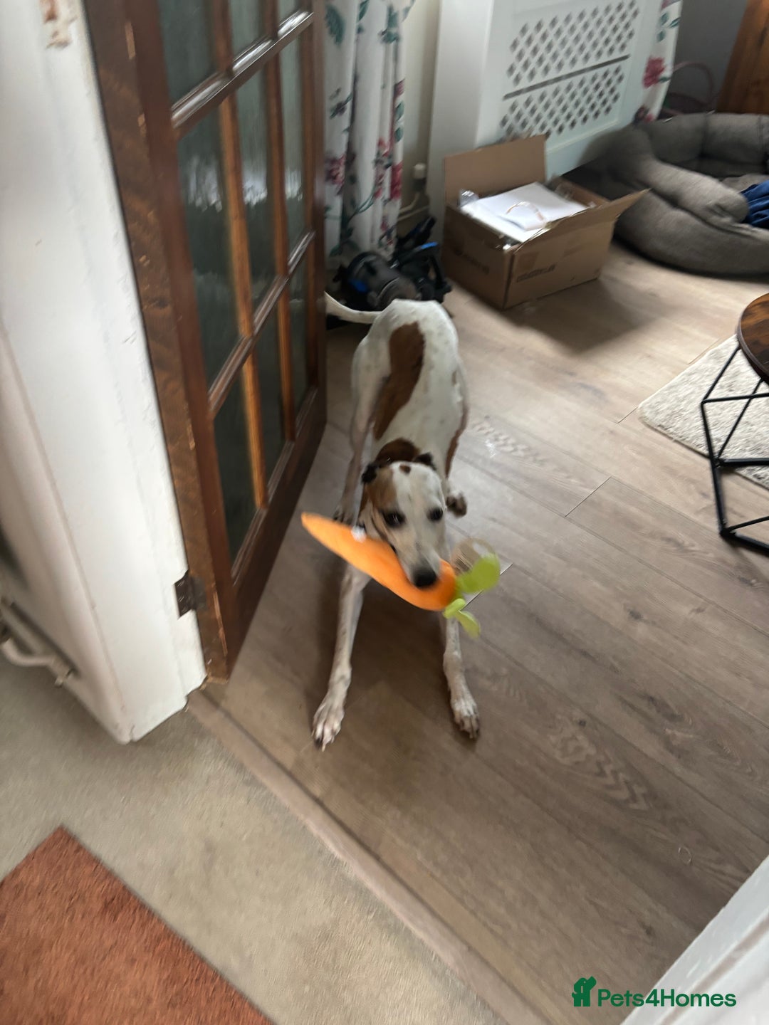 Whippet dogs for sale: K.c2 year old male whippet kennel club registered  - Image 3