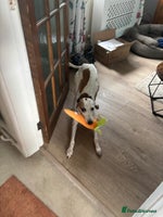 Whippet dogs - Advert 7