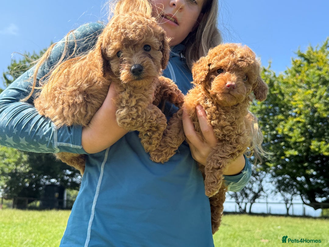 Toy Poodle dogs for sale: Miniature toy poodles - Image 1