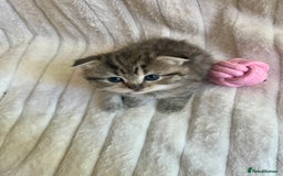 Mixed Breed cats for sale: 4 beautiful kittens available to reserve - Image 4