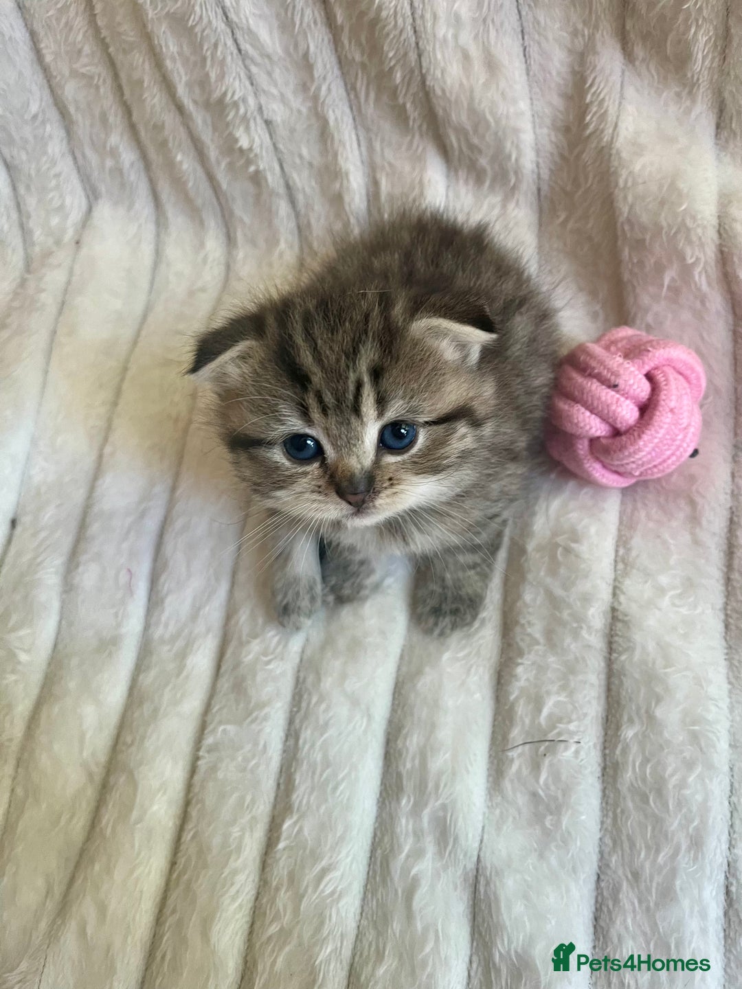 Mixed Breed cats for sale: 4 beautiful kittens available to reserve - Image 4