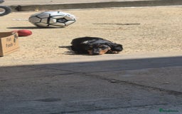 Miniature Dachshund dogs for sale: Darling dolly - Image 6