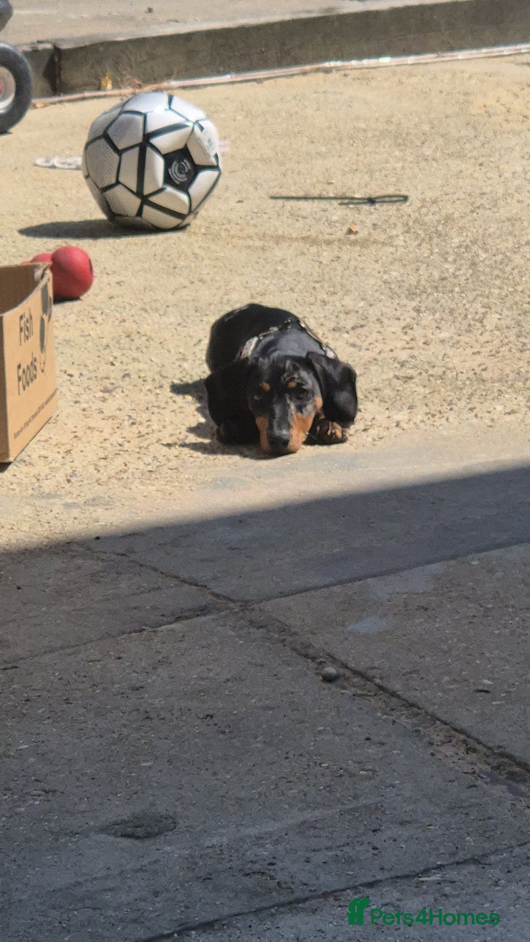 Miniature Dachshund dogs for sale: Darling dolly - Image 6