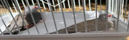 Doves birds for sale: Beautiful diamond doves for sale - Advert 6