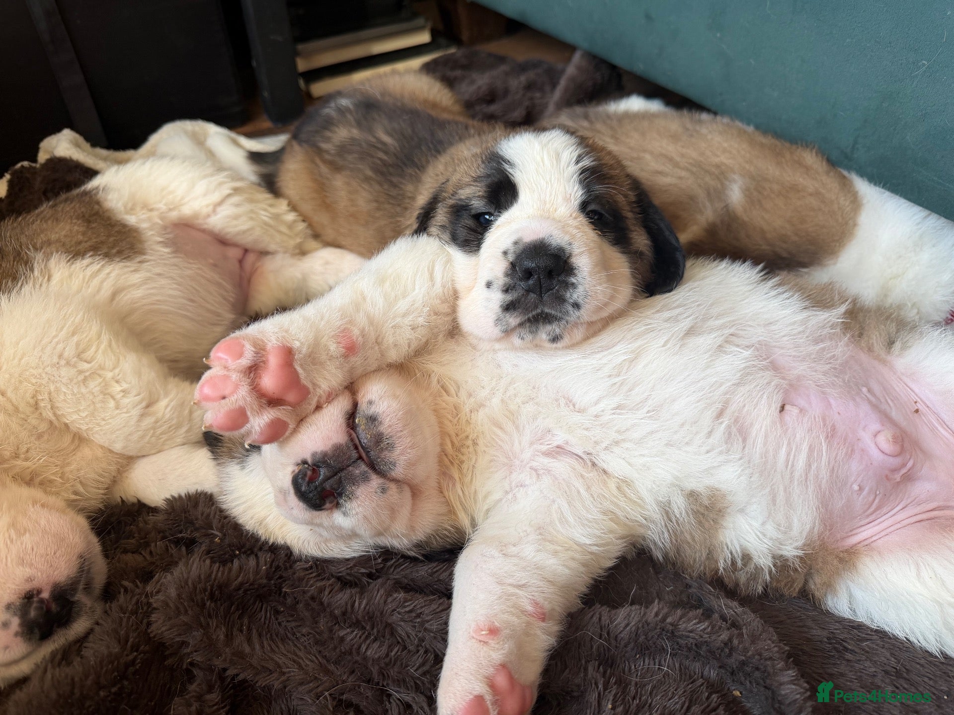 Saint Bernard dogs Exceptional St Bernard Puppies - Advert 9