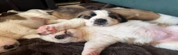 Saint Bernard dogs for sale: Exceptional St Bernard Puppies - Advert 2