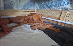 Hungarian Vizsla dogs for sale: Hungarian vizsla  - Image 16