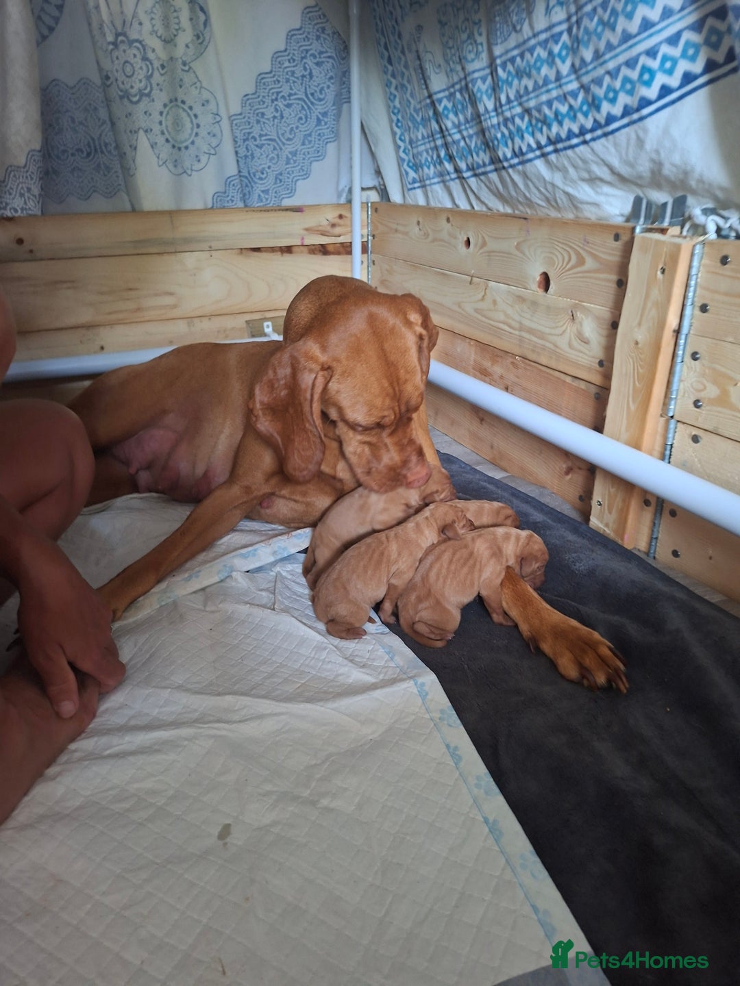 Hungarian Vizsla dogs for sale: Hungarian vizsla  - Image 16