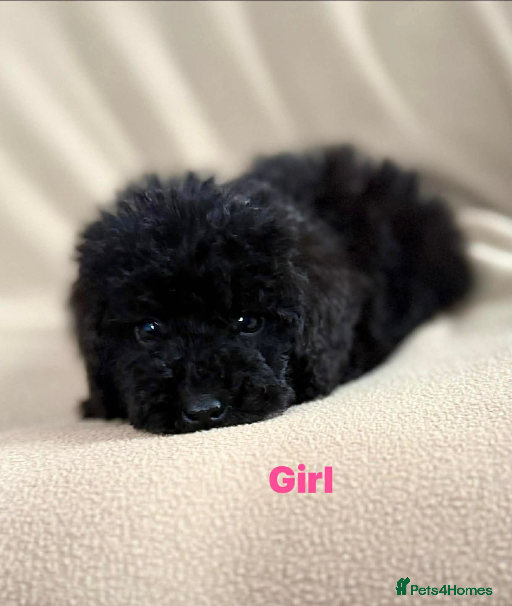 Cockapoo dogs Stunning puppies  - Advert 11