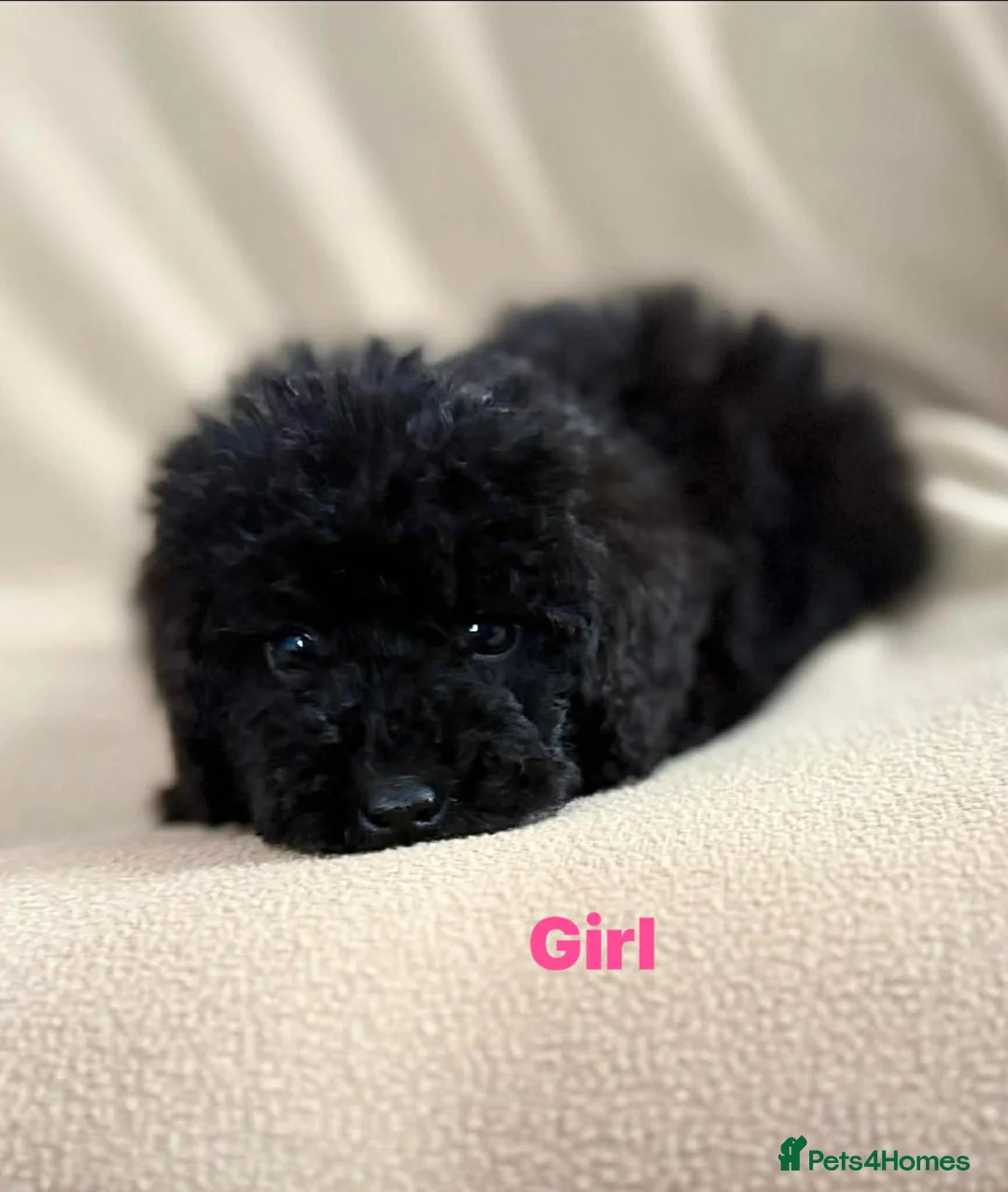 Cockapoo dogs for sale: Stunning puppies  - Advert 1