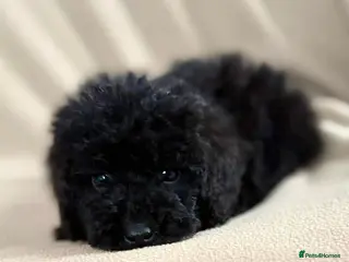 Cockapoo dogs Stunning puppies - Advert 11