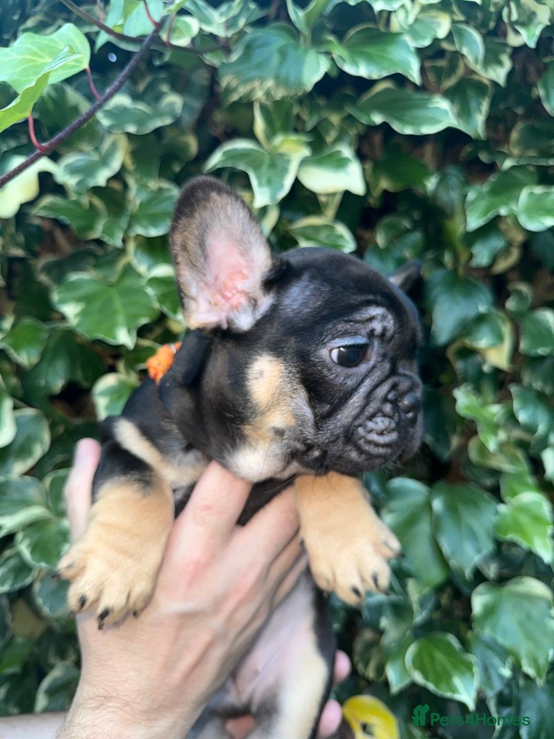 French Bulldog dogs for sale: READY NOW French bulldog puppies for sale - Image 9