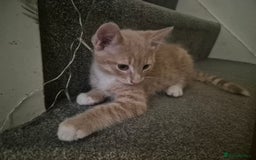 Mixed Breed cats for sale: Ginger kitten male left  - Image 2